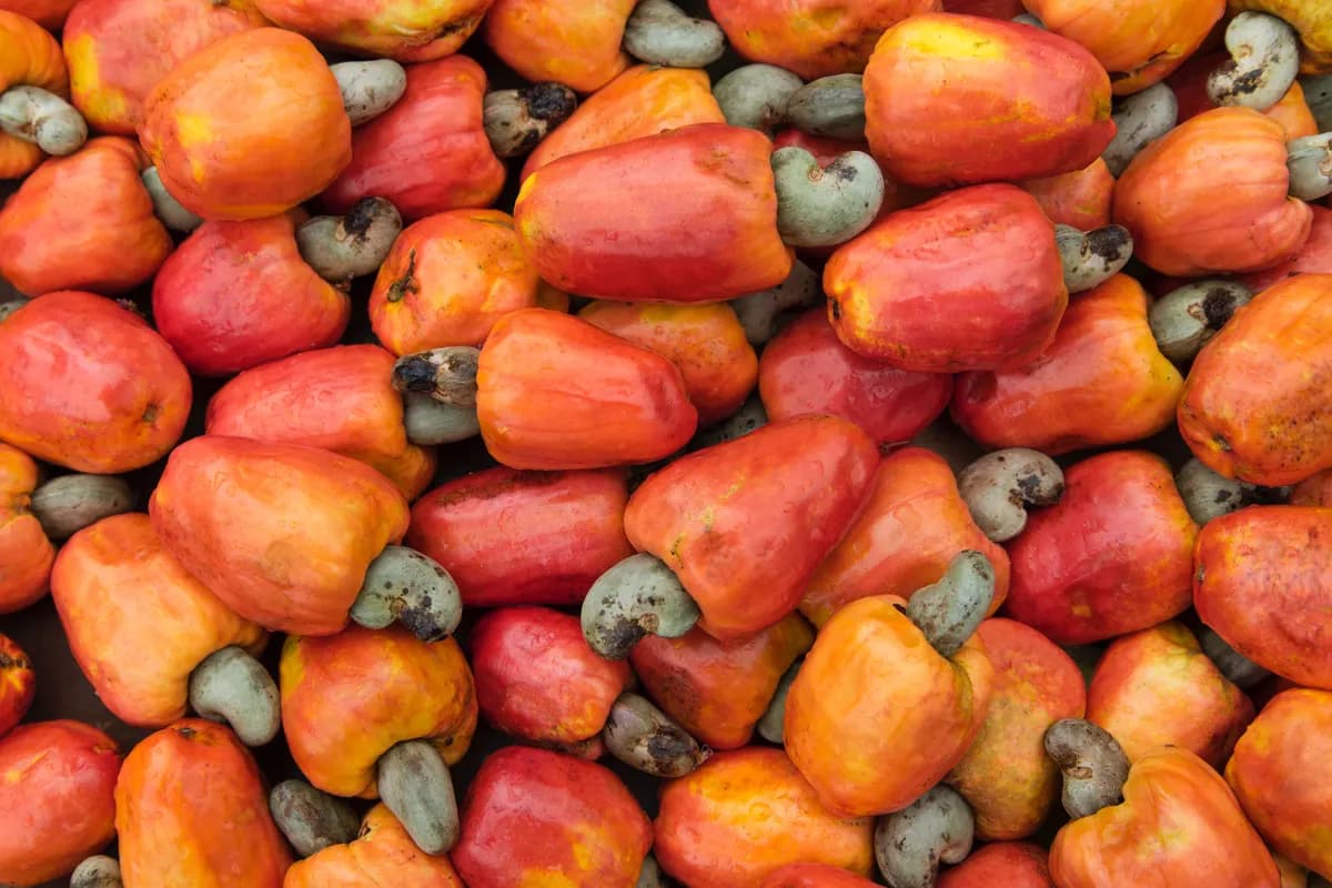 Fresh cashew apples and nuts showing the natural harvest